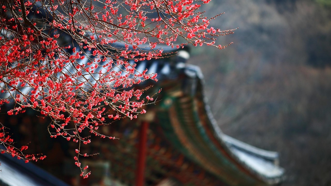 red-plum-4625194_1280